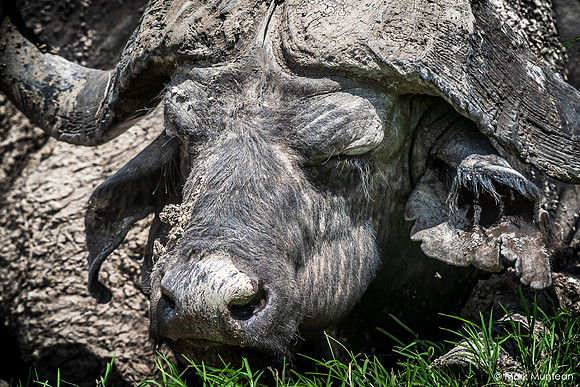 Preview of Africa Collection #4