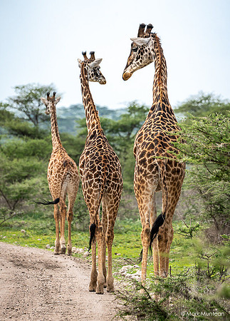 Preview of Africa Collection #5
